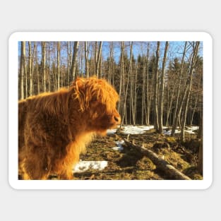 Scottish Highland Cattle Calf 1975 Sticker